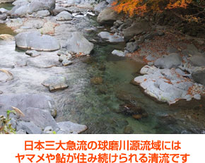 日本三大急流の球磨川源流から採水　ヤマメや鮎が住み続けられる清流です